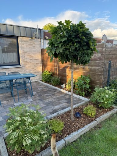 Eine Terasse mit einem Tisch und Stühlen. Im Vordergrund ein kleiner Baum und Bepflanzung